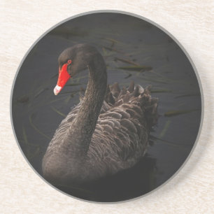 Black Swan Coaster