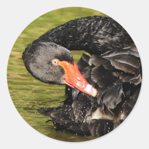 Black Swan in the Pond Classic Round Sticker