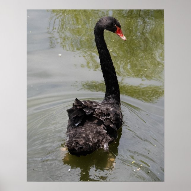 Black Swan in Tranquil Pond Poster (Front)