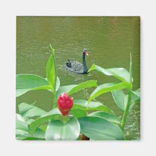 Black Swan Magnet