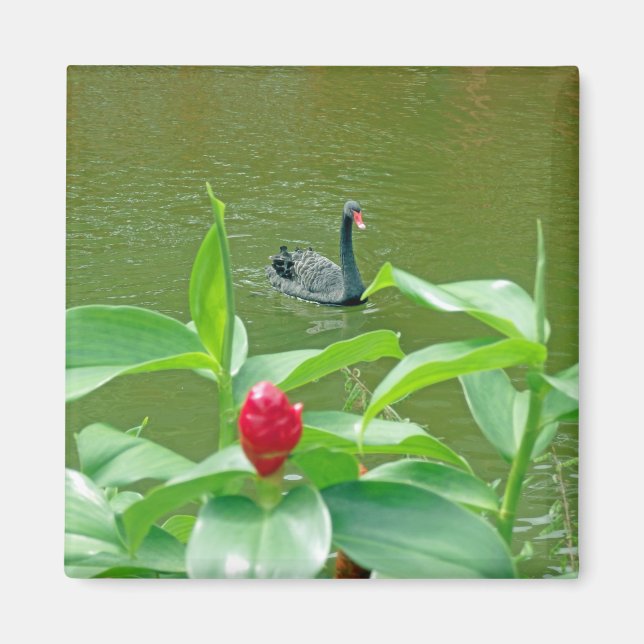 Black Swan Magnet (Front)