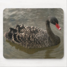Black Swan