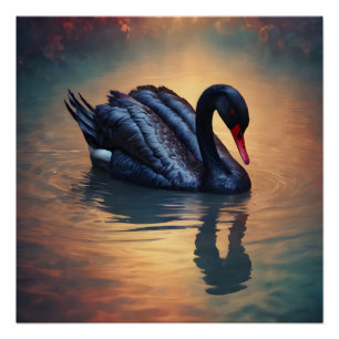 Black Swan no 4 Glossy Poster