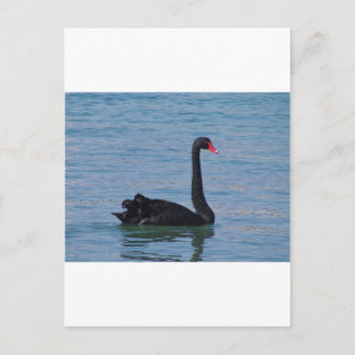 Black Swan Postcard