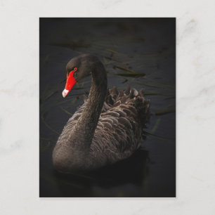 Black Swan Postcard