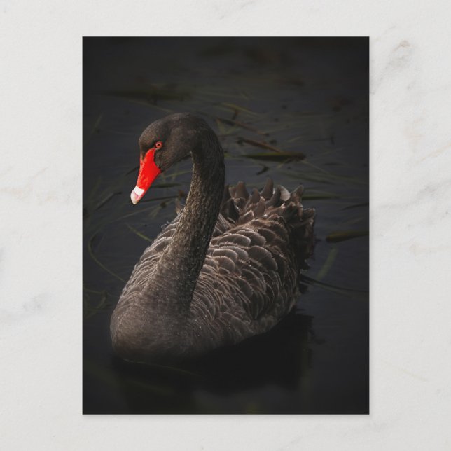 Black Swan Postcard (Front)