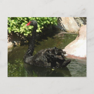 Black Swan Postcard