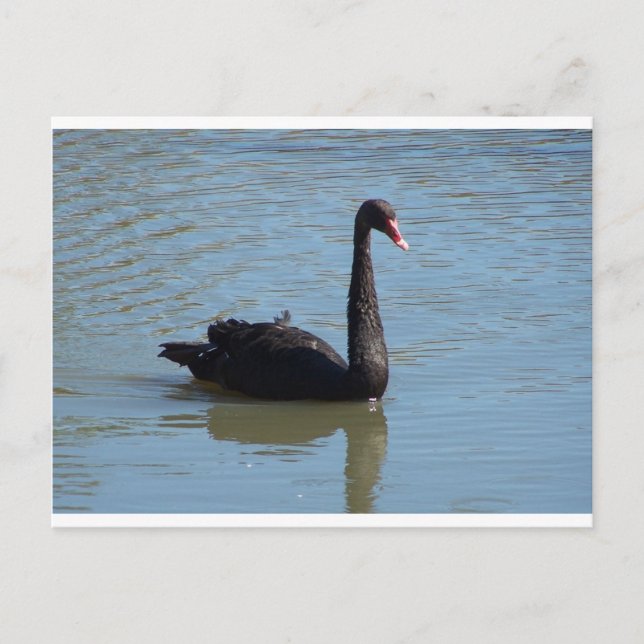 Black Swan Postcard (Front)