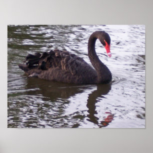 Black Swan Poster