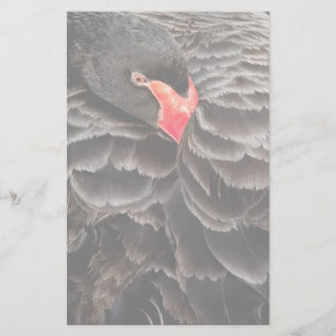 Black swan resting stationery