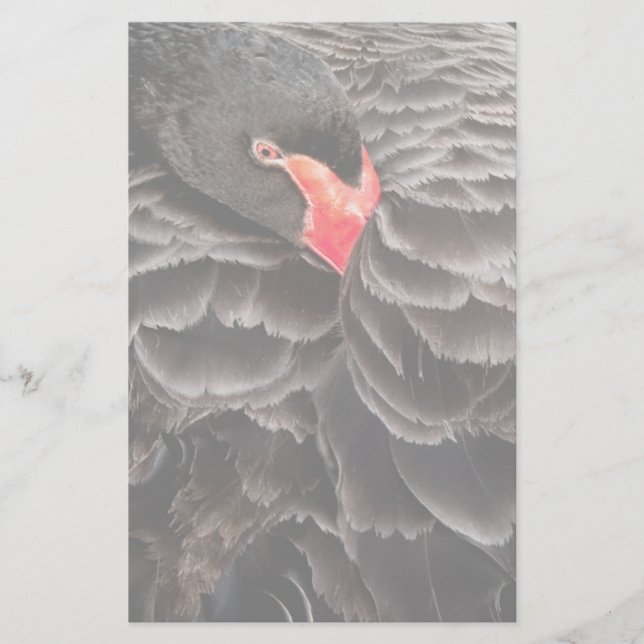 Black swan resting stationery (Front)