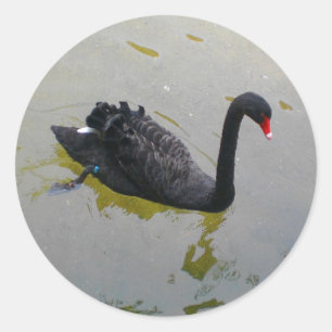 Black Swan Stickers