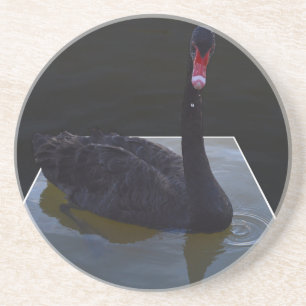 Black Swan Swimming In Dimensional Pond, Coaster