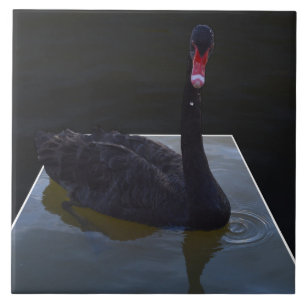 Black Swan Swimming In Dimensional Pond, Tile