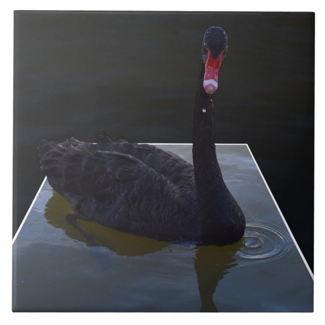 Black Swan Swimming In Dimensional Pond, Tile (Front)