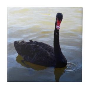 Black Swan Swimming On The River, Ceramic Tile