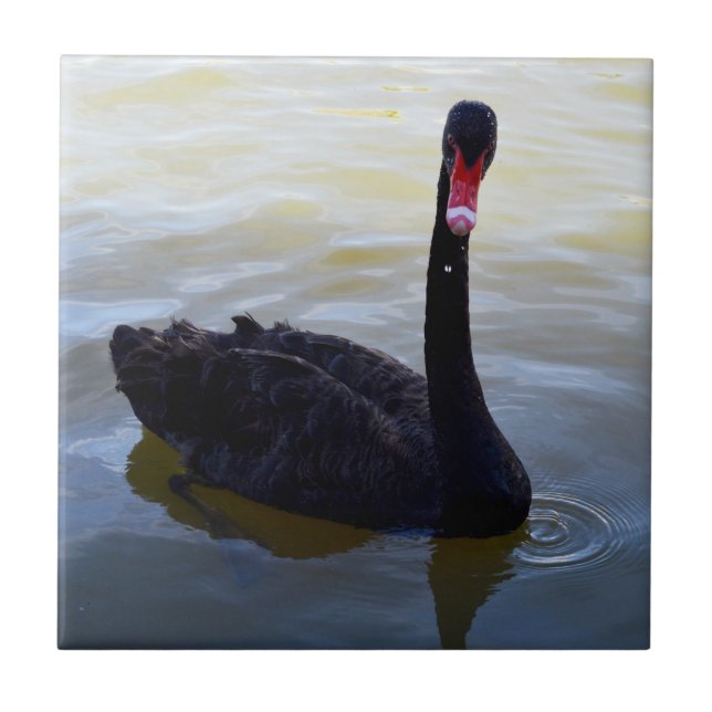 Black Swan Swimming On The River, Ceramic Tile (Front)