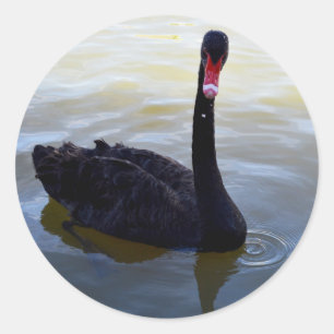 Black Swan Swimming On The River, Classic Round Sticker