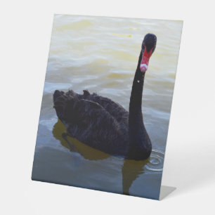 Black Swan Swimming On The River, Pedestal Sign
