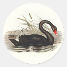 Black Swan Vintage 