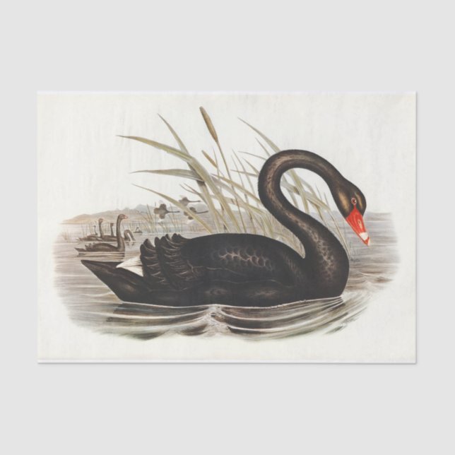 Black Swan Vintage Decoupage Tissue Paper (Front)