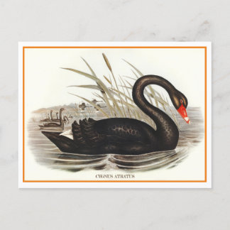 Black Swan Vintage  Postcard
