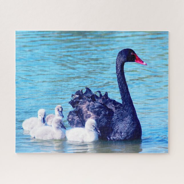 Black Swan with her babies, Jigsaw Puzzle (Horizontal)