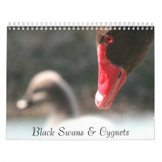 Black Swans & Cygnets Wall Calendar