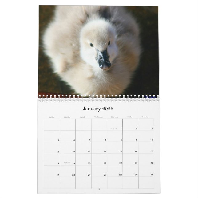 Black Swans & Cygnets Wall Calendar (Jan 2026)