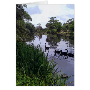 Black Swans in Park