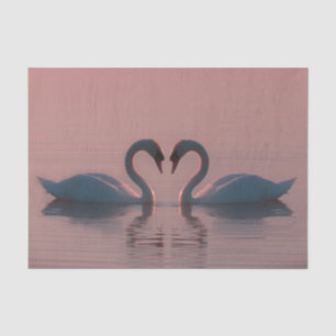 Black Swans Must Be Love Pink Sky Tissue Paper