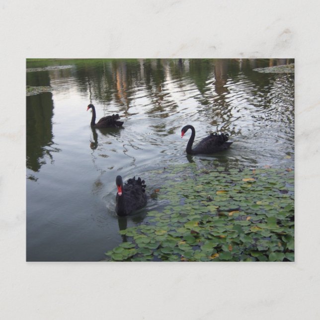 black swans postcard (Front)