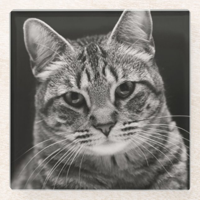 Black Tabby Kitten Glass Coaster (Front)