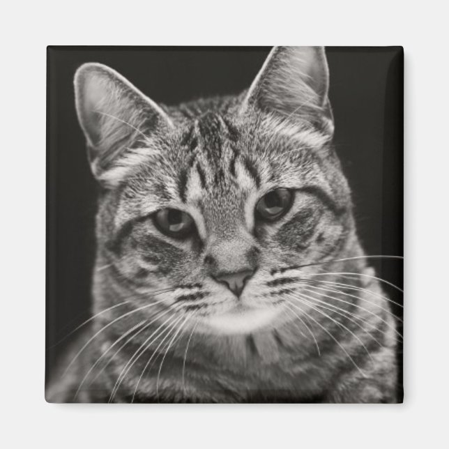 Black Tabby Kitten Magnet (Front)