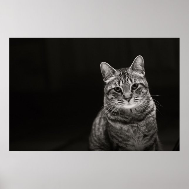 Black Tabby Kitten Poster (Front)