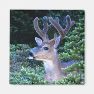 Black-tail Deer   Olympic National Park Magnet
