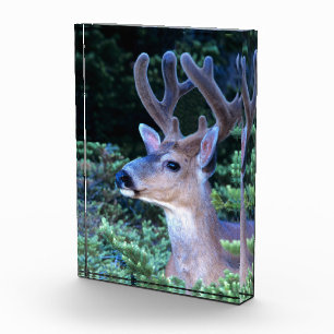 Black-tail Deer   Olympic National Park Photo Block