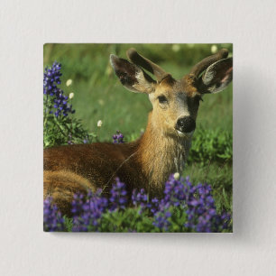 Black-tailed Deer, Odocoileus hemionus 15 Cm Square Badge