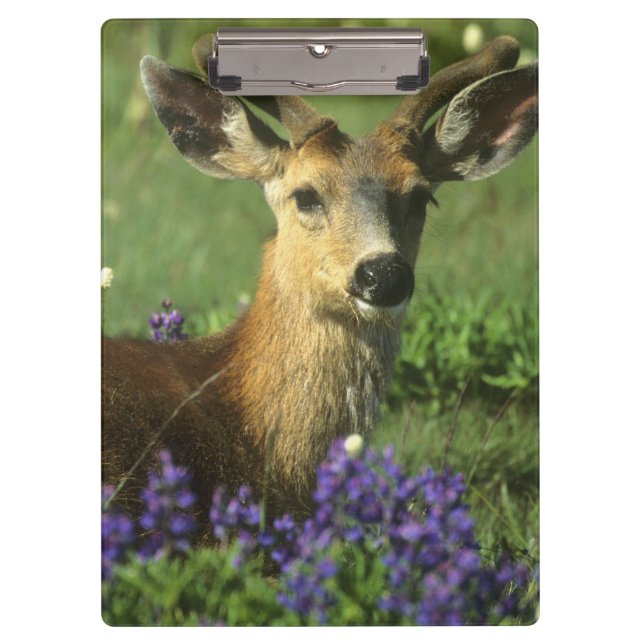 Black-tailed Deer, Odocoileus hemionus Clipboard (Front)