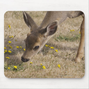 Black-tailed Deer (Odocoileus hemionus) grazing Mouse Pad