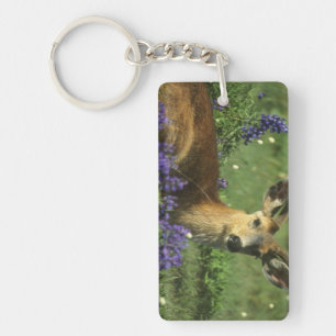 Black-tailed Deer, Odocoileus hemionus Key Ring