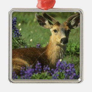 Black-tailed Deer, Odocoileus hemionus Metal Ornament