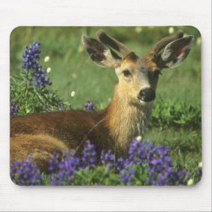 Black-tailed Deer, Odocoileus hemionus Mouse Pad