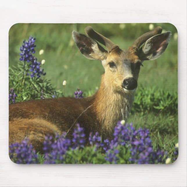 Black-tailed Deer, Odocoileus hemionus Mouse Pad (Front)