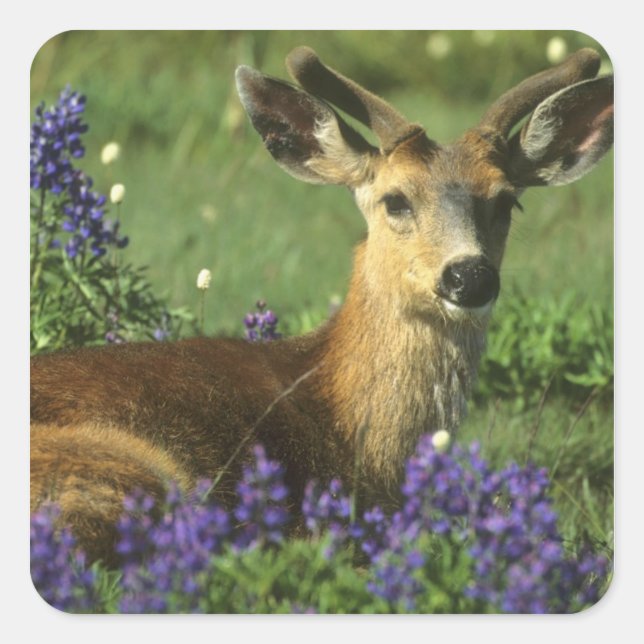 Black-tailed Deer, Odocoileus hemionus Square Sticker (Front)