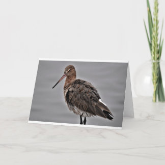 Black Tailed Godwit Card