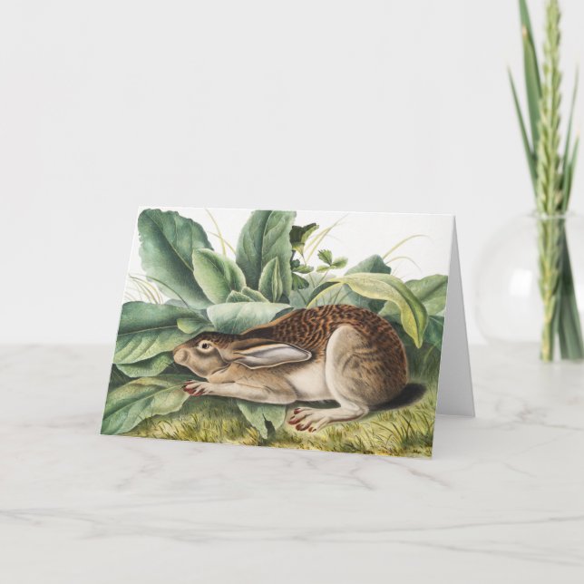 Black-tailed Hare Rabbit (Lepus negricaudatus) Card (Front)