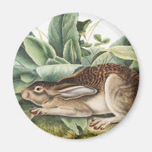 Black-tailed Hare Rabbit (Lepus negricaudatus) Magnet