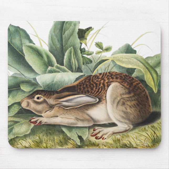 Black-tailed Hare Rabbit (Lepus negricaudatus) Mouse Pad (Front)
