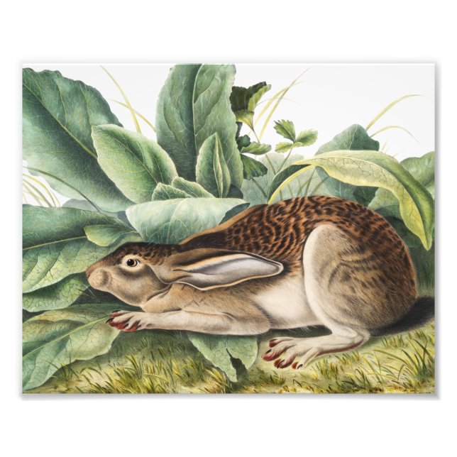 Black-tailed Hare Rabbit (Lepus negricaudatus) Photo Print (Front)